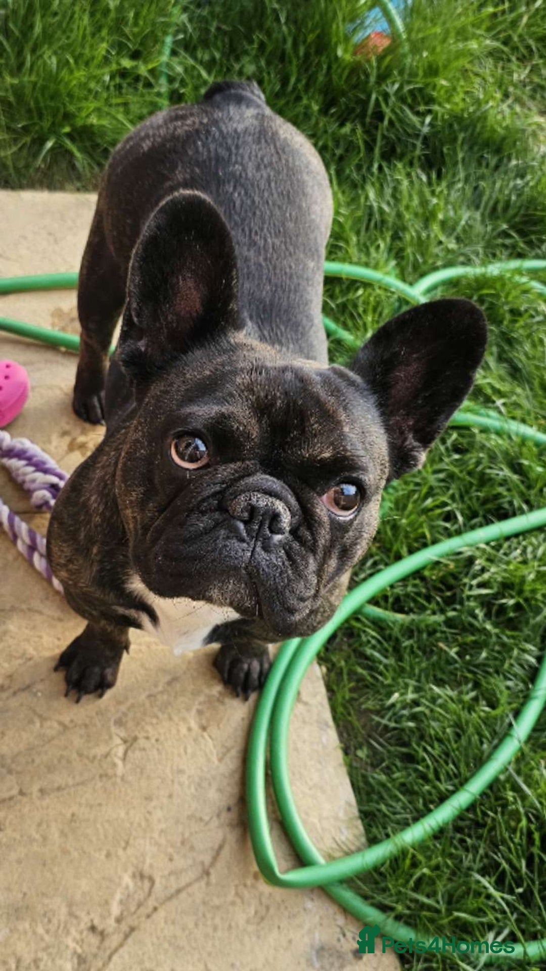 French Bulldog dogs for sale: French bulldog puppys for sale  - Advert 1