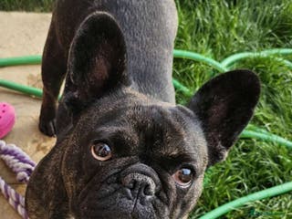French Bulldog dogs French bulldog puppys for sale - Advert 2