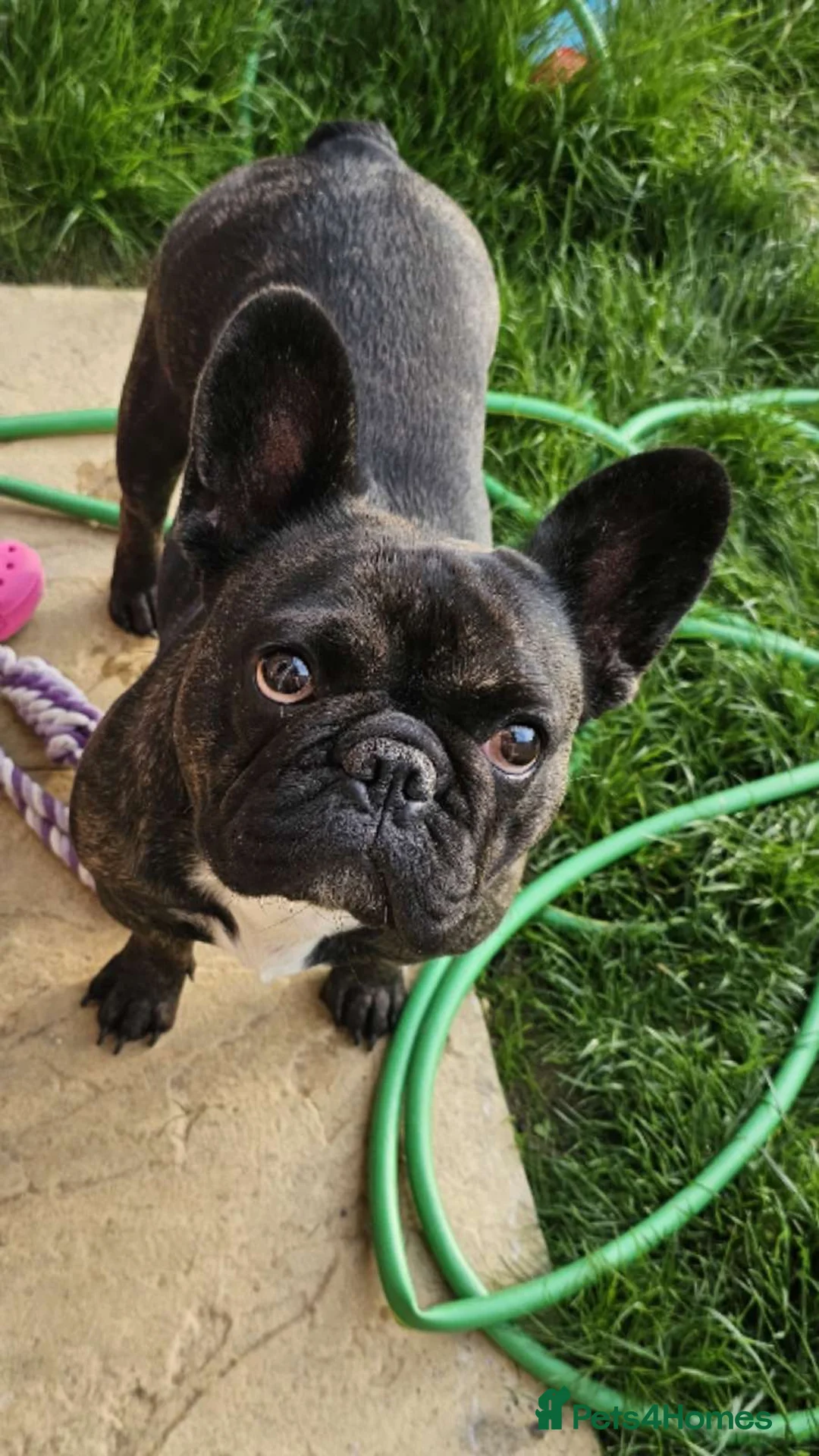 French Bulldog dogs for sale: French bulldog puppys for sale  - Advert 1