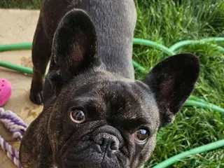 French Bulldog dogs French bulldog puppys for sale - Advert 2