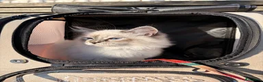 Siberian Kitten 1