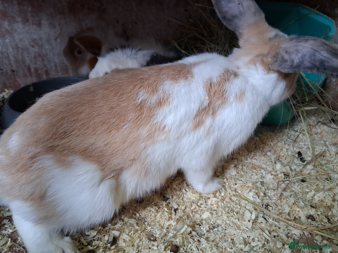 English Lop rabbits for sale:  lop bunnies for sale.  in Loughborough - Image 5