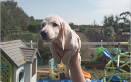 Miniature Dachshund dogs for sale: Miniature Cream Dachshund Puppies KC Reg   - Image 12
