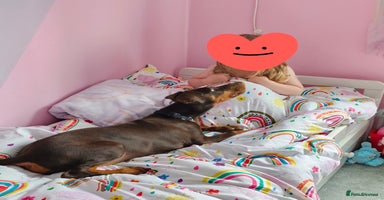 Dobermann dogs - Advert 6