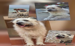 Catalan Sheepdog dogs for adoption: Dylan looking for his happy ever after  - Image 2