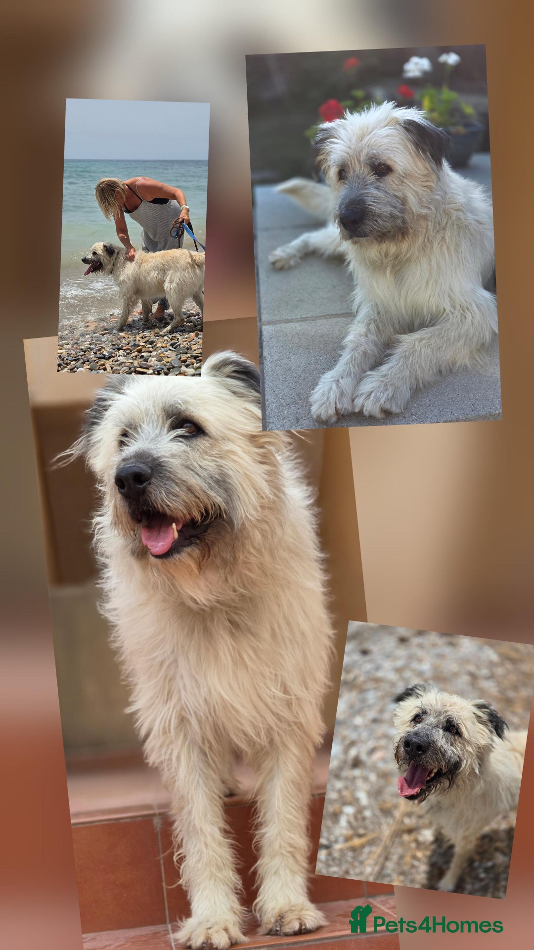 Catalan Sheepdog dogs for adoption: Dylan looking for his happy ever after  - Image 2