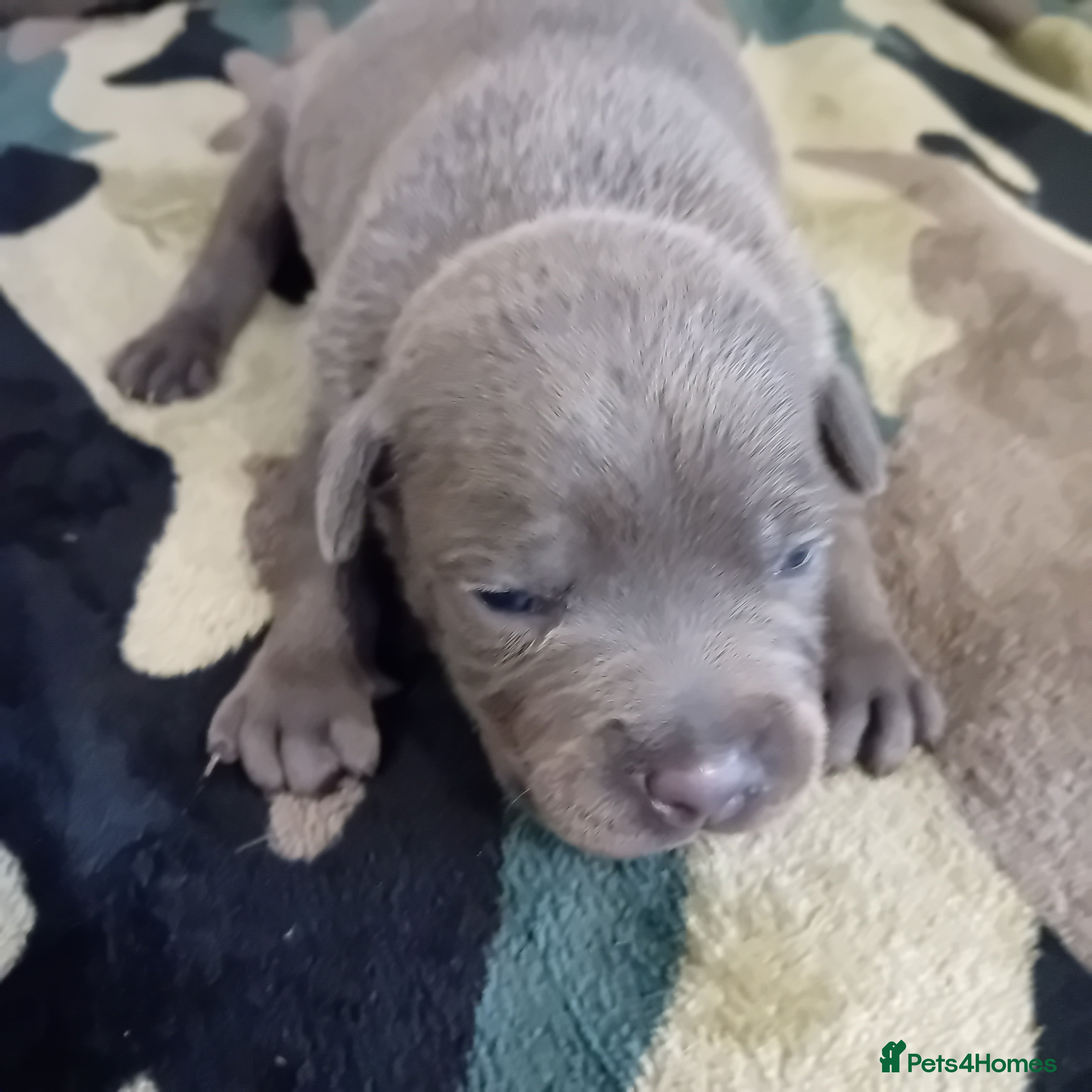 Staffordshire Bull Terrier dogs Staffordshire bull terrier pups  - Advert 5