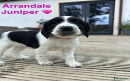 English Springer Spaniel dogs for sale: Springer Spaniels - Image 5