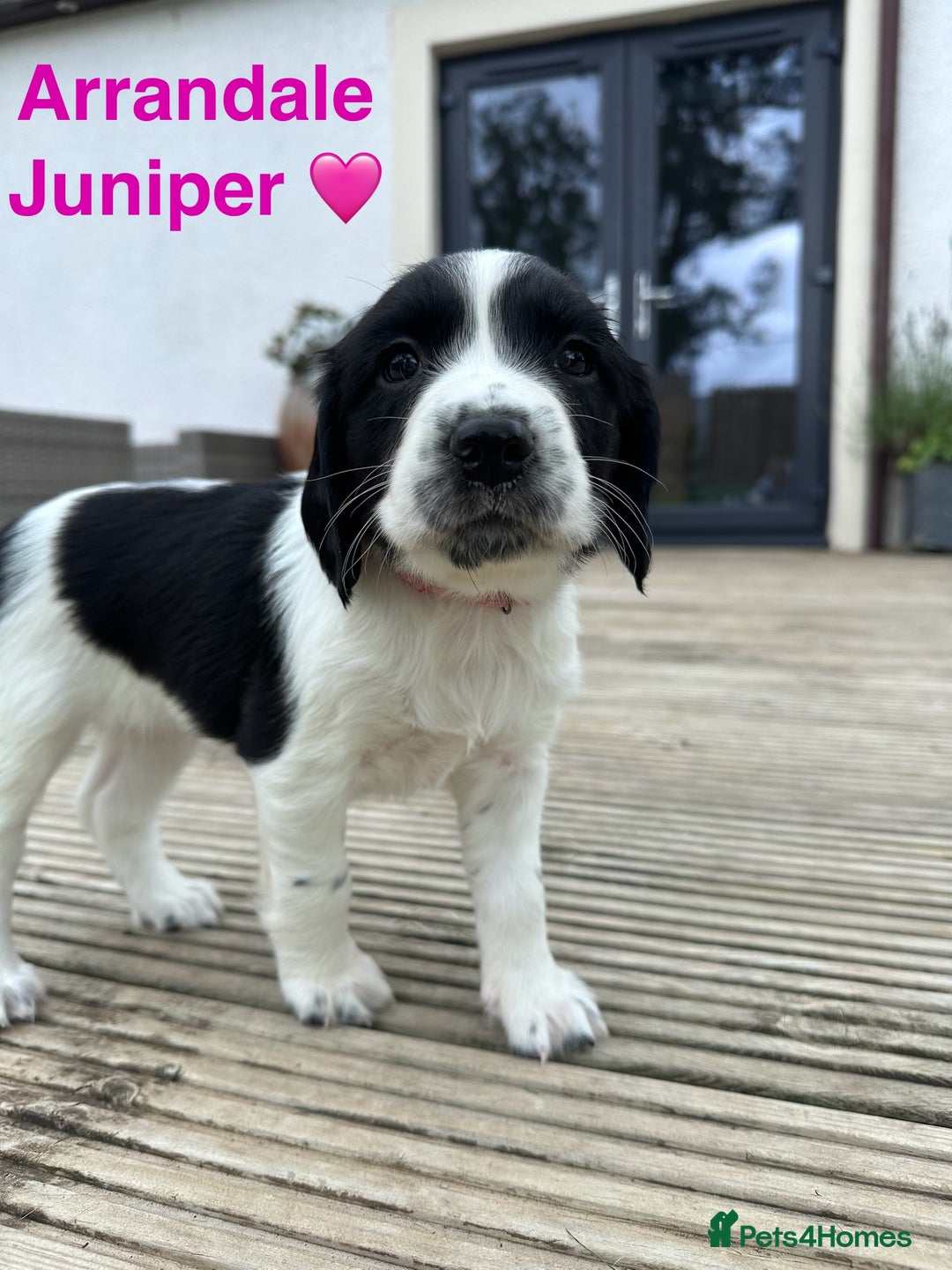 English Springer Spaniel dogs for sale: Springer Spaniels - Image 5