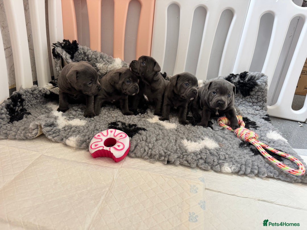 Staffordshire Bull Terrier dogs for sale: Black to blue health tested Staffords - Advert 21