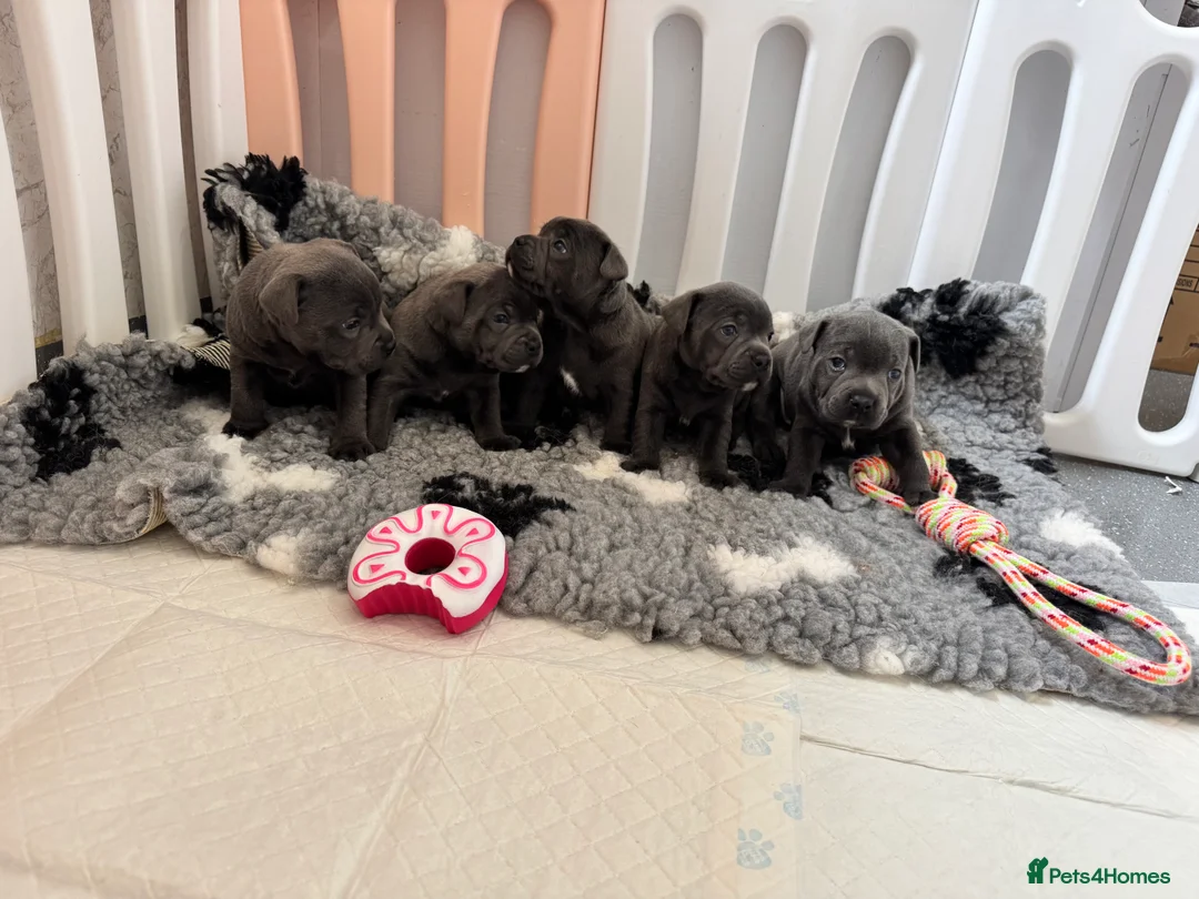 Staffordshire Bull Terrier dogs for sale: Waiting list!! Black x blue health tested Stafford - Advert 21