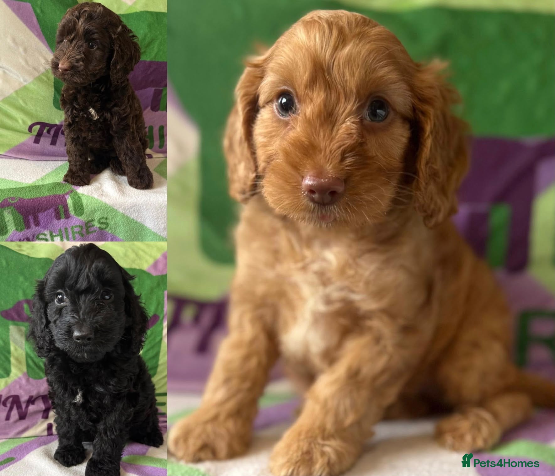 Cockapoo dogs F1 mini Cockapoos 30 dna health tested various  - Advert 1