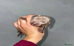 Miniature Dachshund dogs for sale: Miniature Dachshund puppy’s  - Image 6