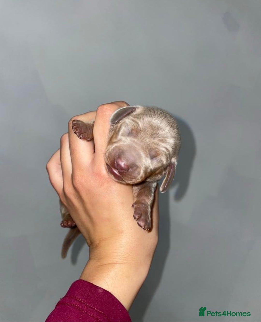 Miniature Dachshund dogs for sale: Miniature Dachshund puppy’s  - Image 6