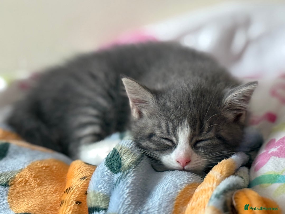 Mixed Breed cats for sale: 3 mixed kittens 😸😸😸 - Image 2