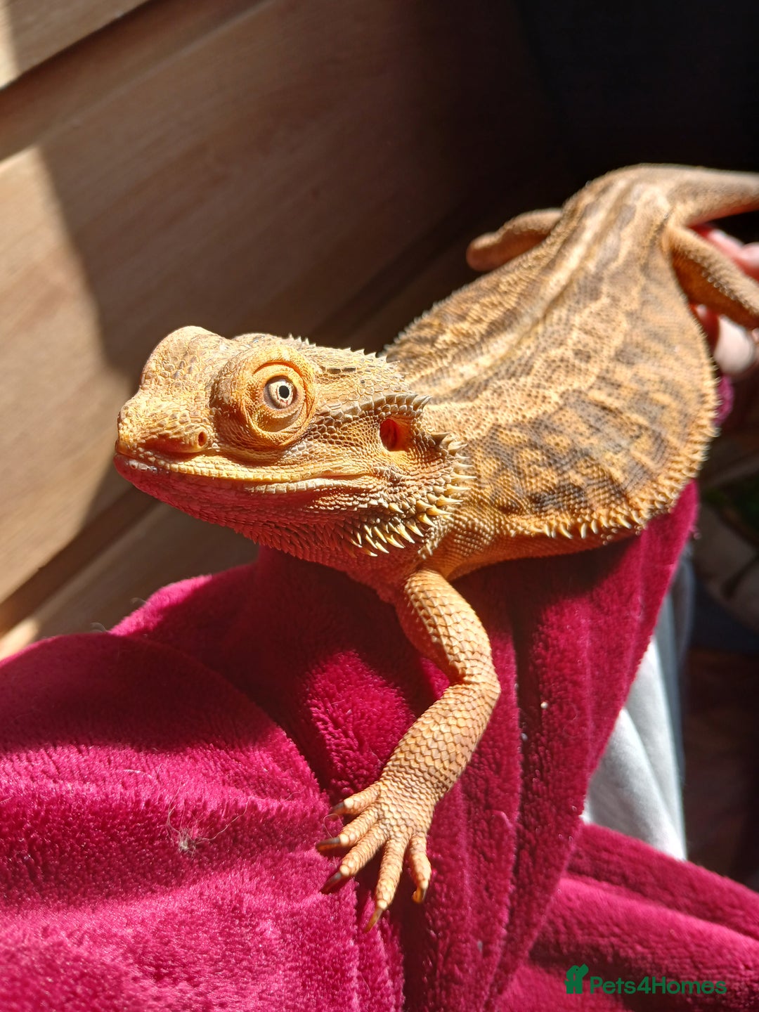 Bearded Dragon reptiles for sale: Bearded Dragon - Image 3