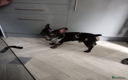 French Bulldog dogs for sale: Male frenchie - Image 3