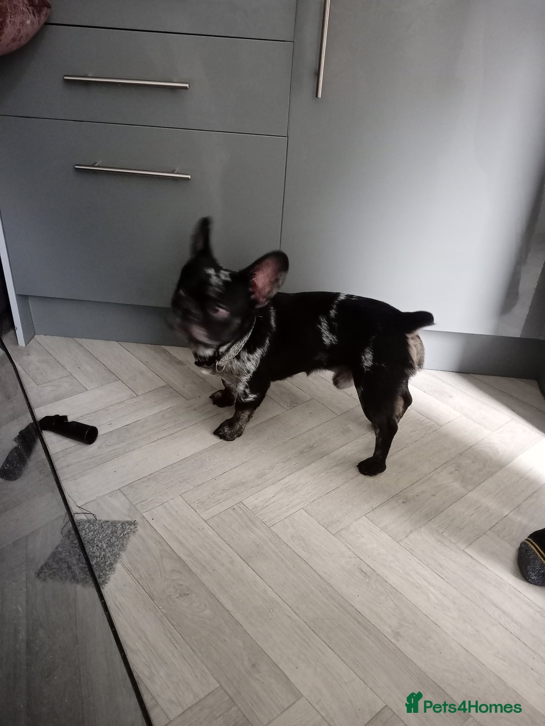 French Bulldog dogs for sale: Male frenchie - Image 3