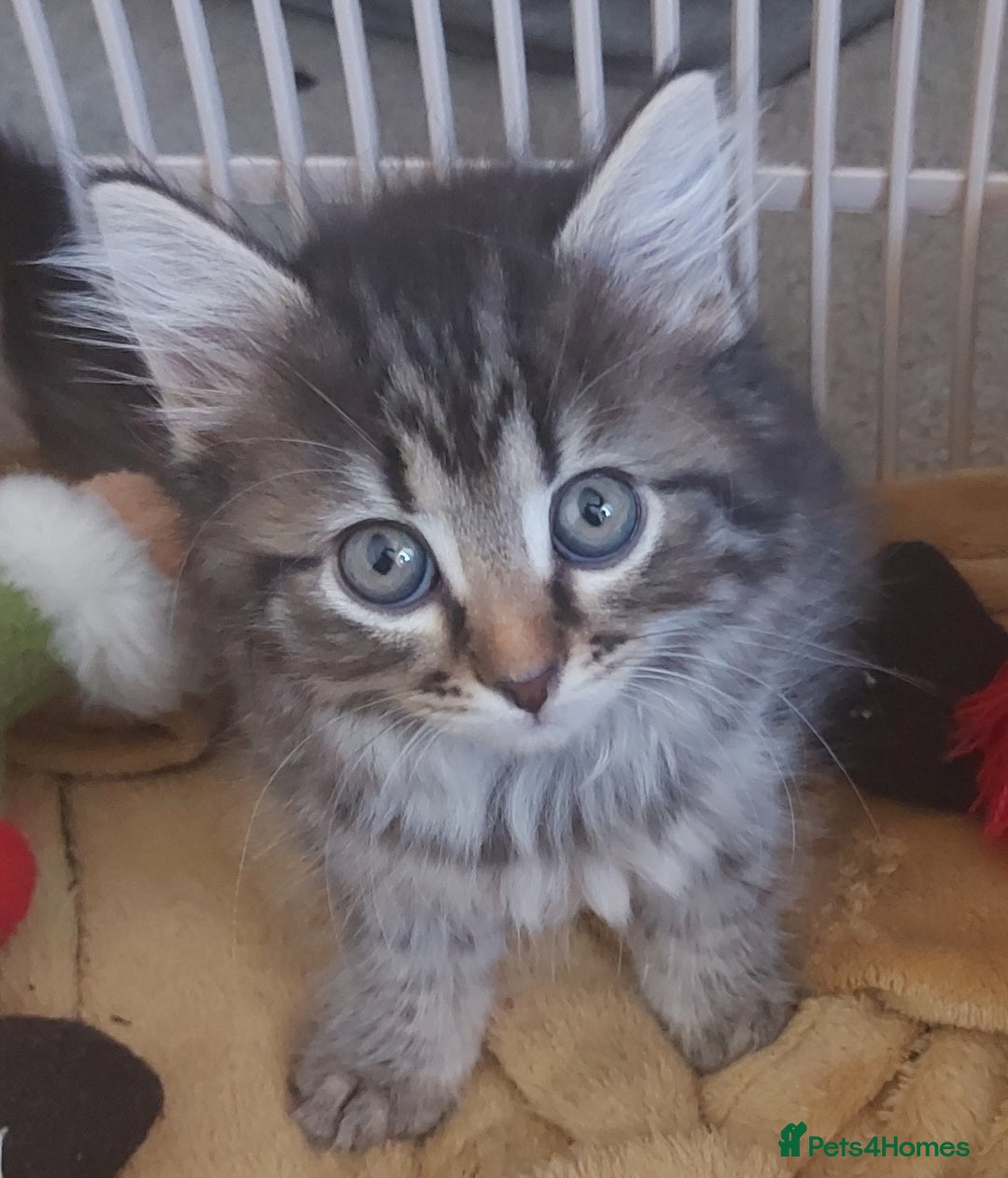 Mixed Breed cats for sale: Beautiful kittens - Image 5