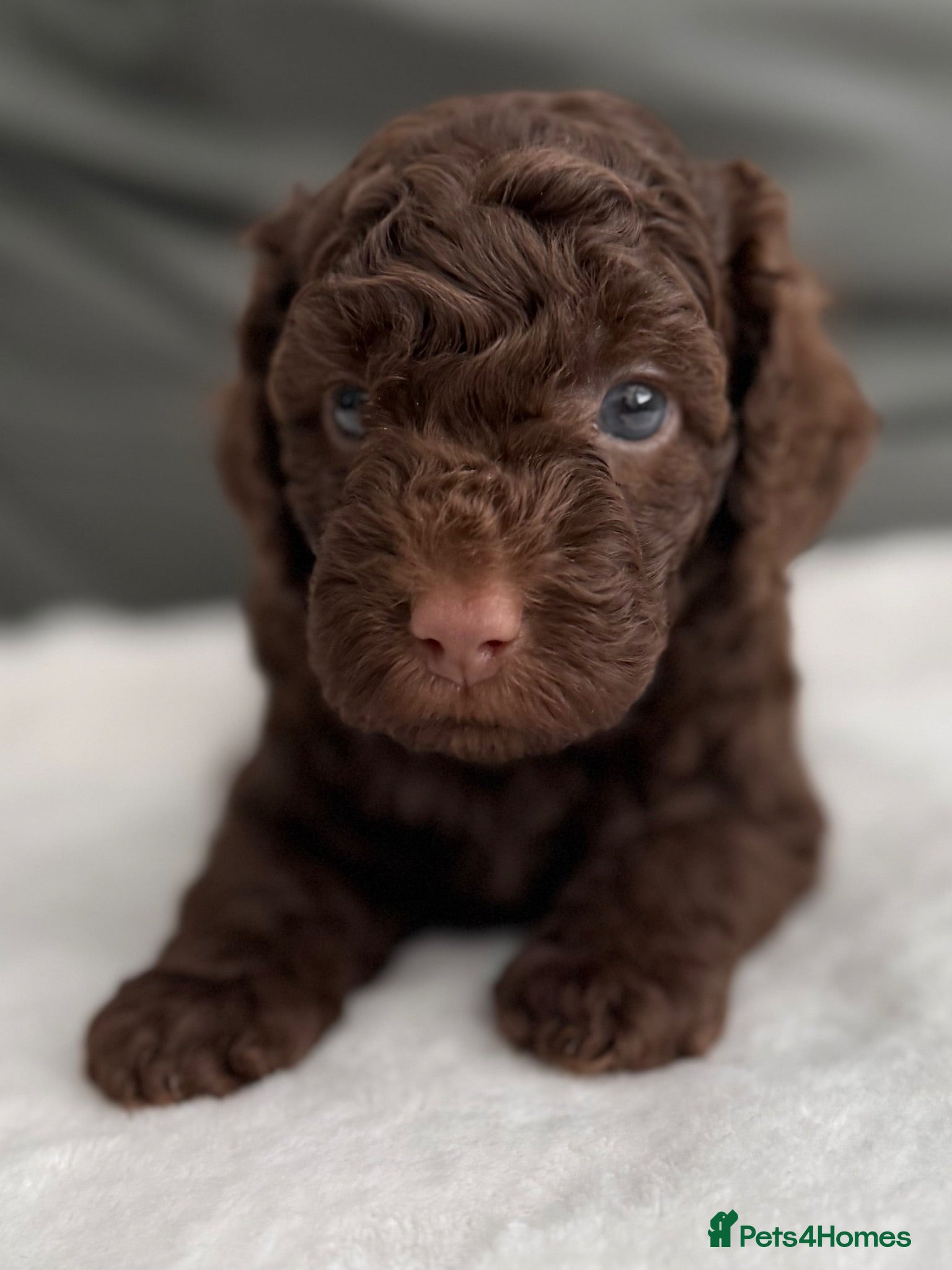 Miniature Poodle dogs 1 girl left Beautiful Miniature Poodle Puppies - Advert 2