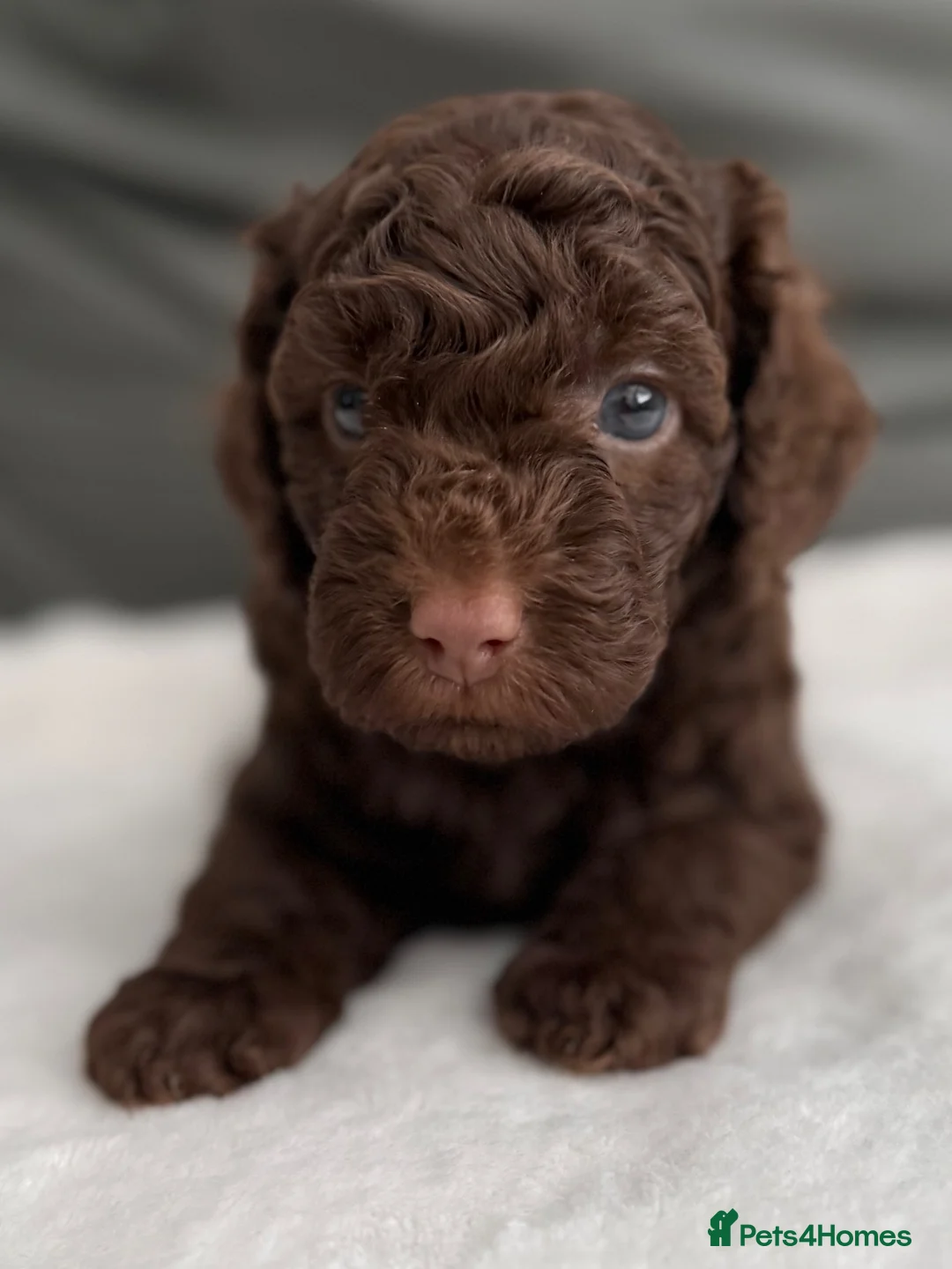 Miniature Poodle dogs for sale: All reserved Beautiful Miniature Poodle Puppies - Advert 1