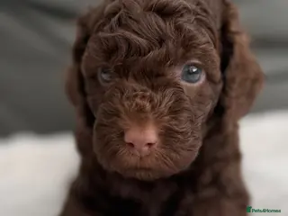 Miniature Poodle dogs 1 girl left Beautiful Miniature Poodle Puppies - Advert 2