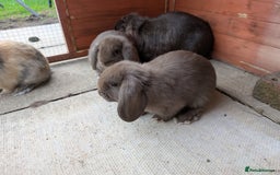 Mini Lop rabbits for sale: *RESERVED* 1 baby mini lop buck  - Advert 5