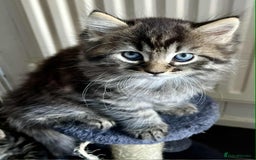 Mixed Breed cats for sale: Beautifull fluffy kittens  - Image 3