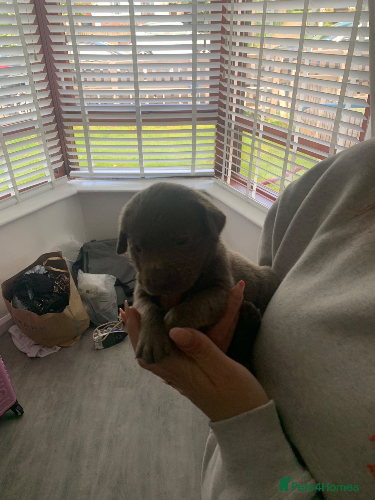 Labrador Retriever dogs for sale: Silver Labrador puppies  in Carlisle - Advert 5