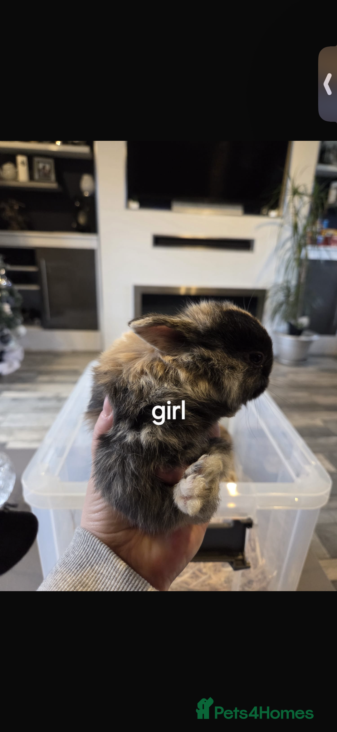 Mixed Breed rabbits for sale: 7 beautiful baby bunnies for sale  - Advert 5