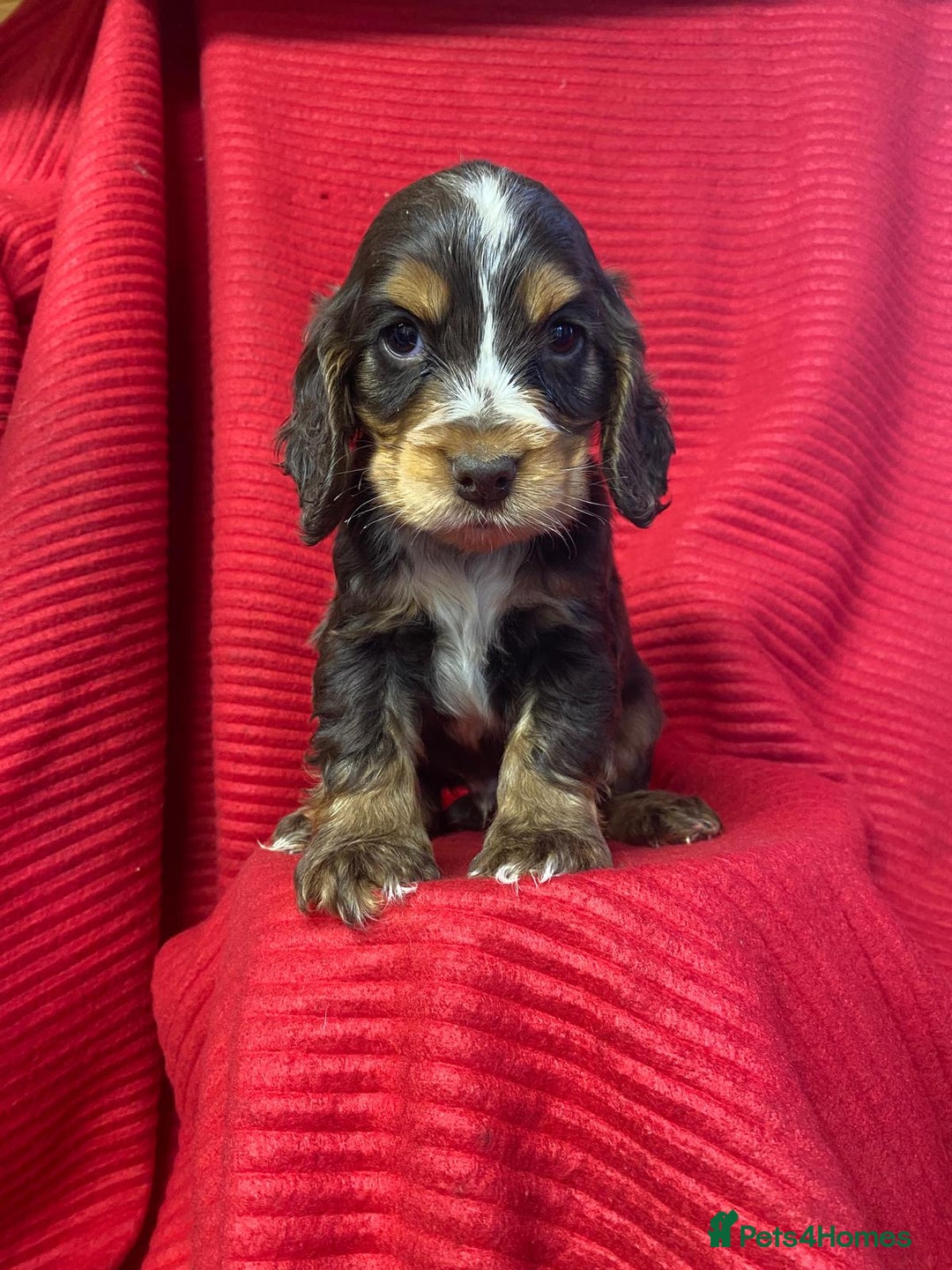 Cocker Spaniel dogs for sale: Kc show type puppies  - Advert 5
