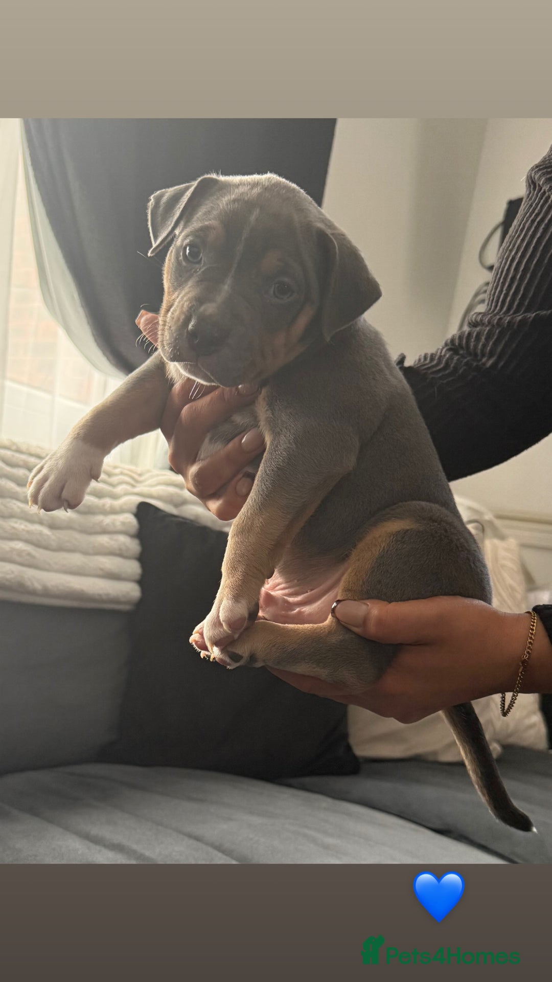 American Bully dogs for sale: 3 furbabies left ! ABKC Classic American Bullys - Advert 8