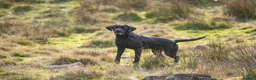 Labrador Retriever dogs for stud: Working KC Labrador for stud in Holmfirth - Advert 6