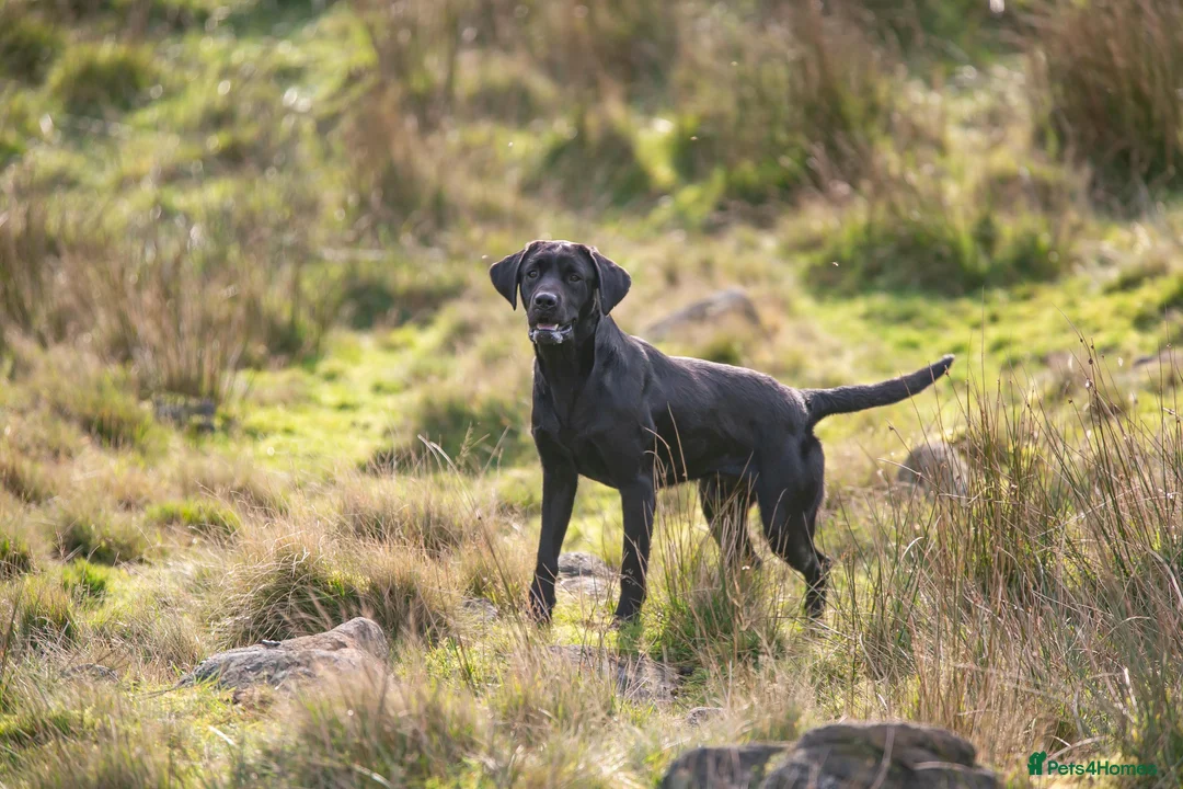 Labrador Retriever dogs for stud: Working KC Labrador for stud in Holmfirth - Advert 6