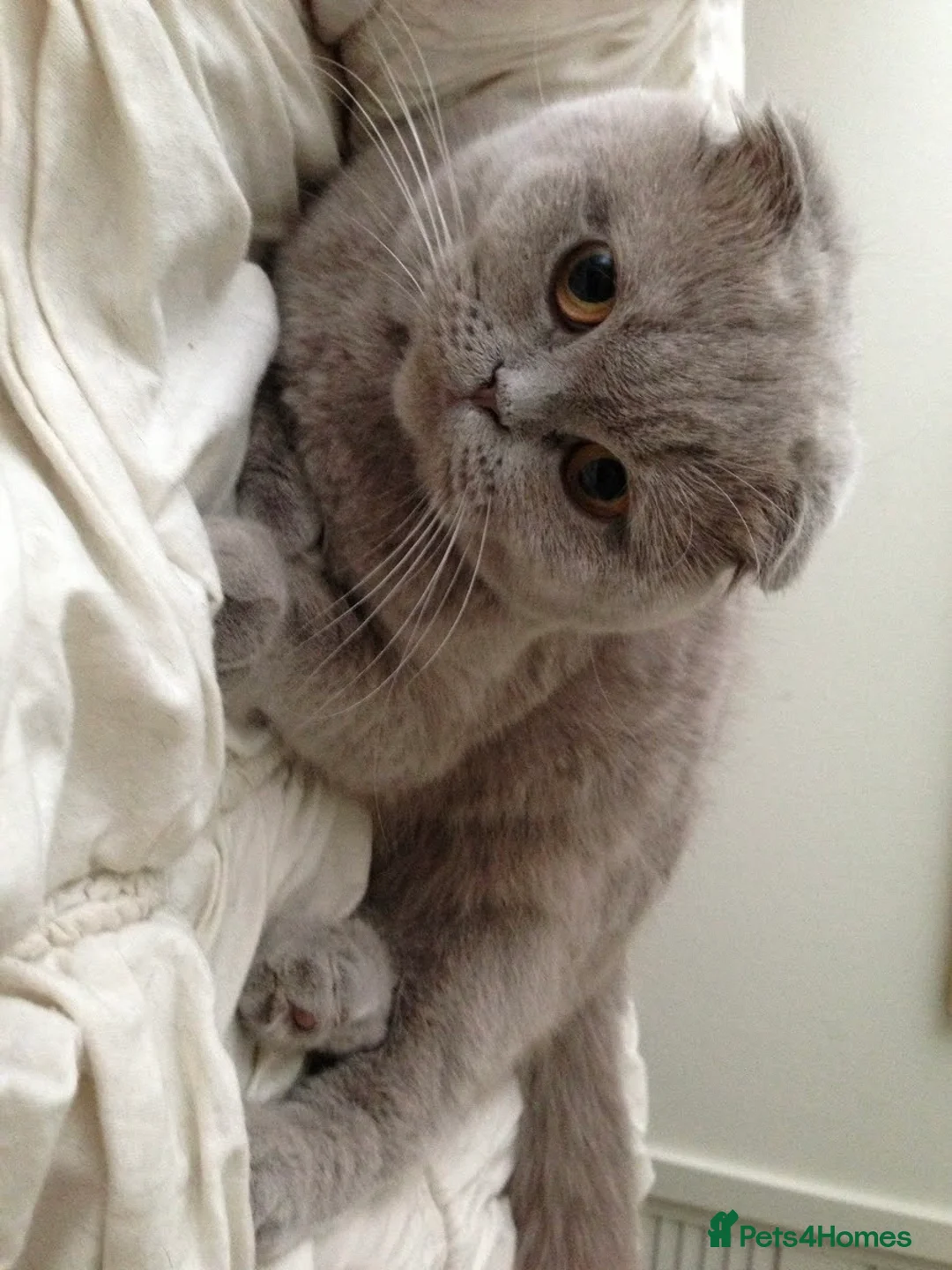 Scottish Fold cats for sale: 🐾 Scottish Fold cat, Needs a Home 🏡 😻🐾 - Advert 7