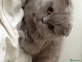 Scottish Fold cats 🐾 Scottish Fold cat, Needs a Home 🏡 😻🐾 - Advert 1