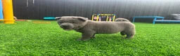 Chow Chow dogs for sale: Stunning exotic colour chowski puppies for sale  - Advert 20