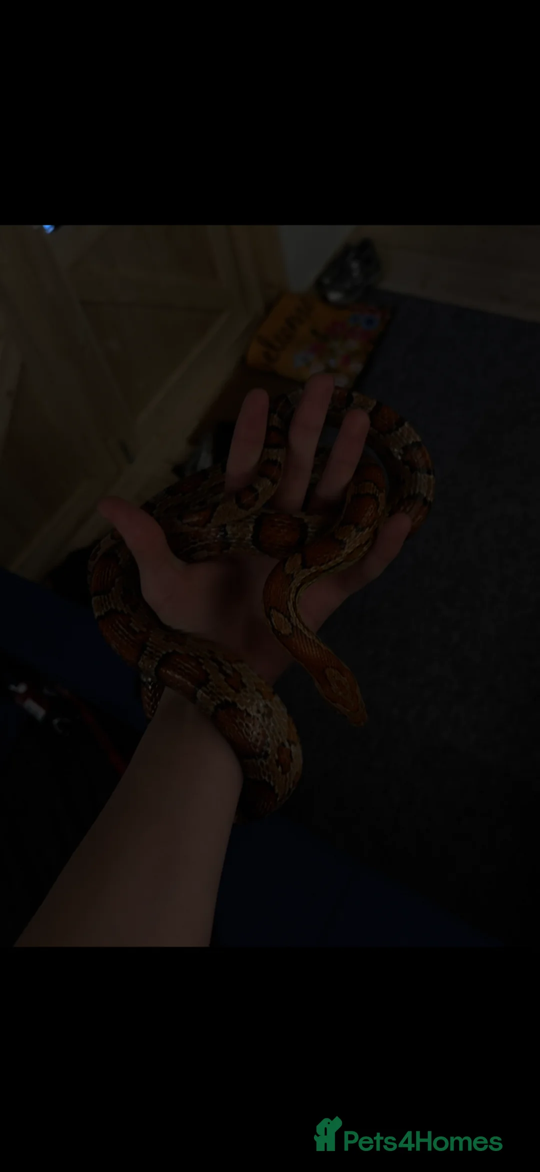 Corn Snake reptiles for sale: Corn snake  - Advert 2