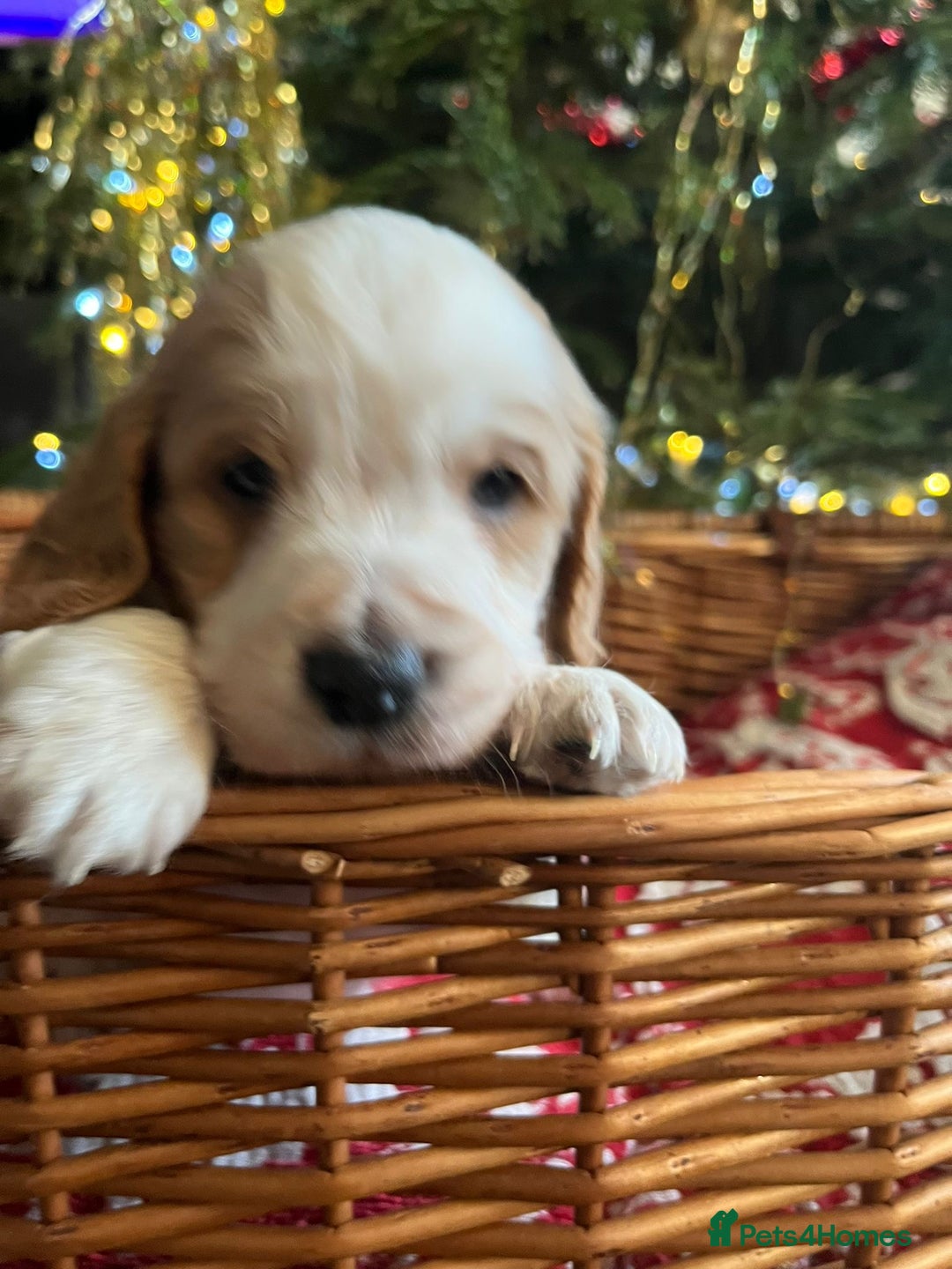 Cockapoo dogs for sale: Beautiful cockapoo puppies - Advert 27