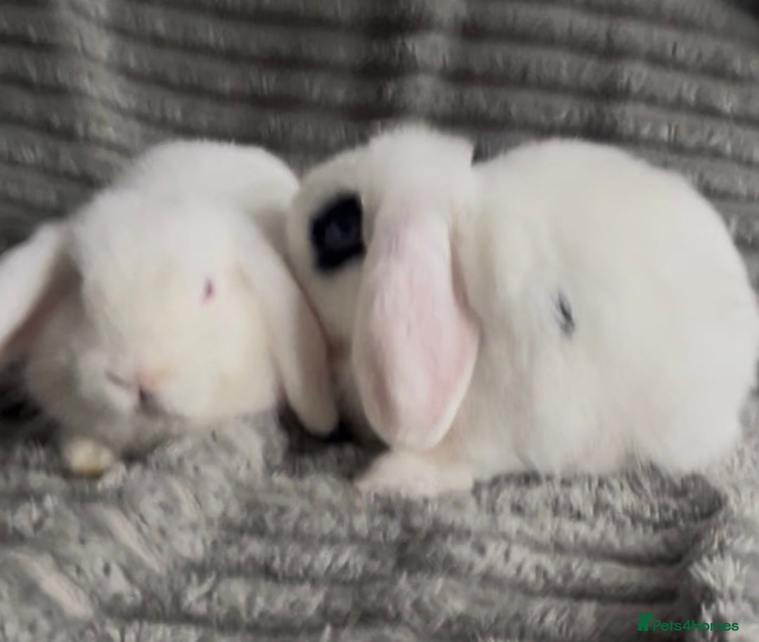 Mini Lop rabbits for sale: BEAUTIFUL MINI LOP BABIES READY NOW  - Image 1