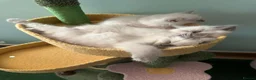 Ragdoll cats for sale: 3 Lilac Blue Ragdoll Little Girls 9wks old  in Colchester - Advert 14