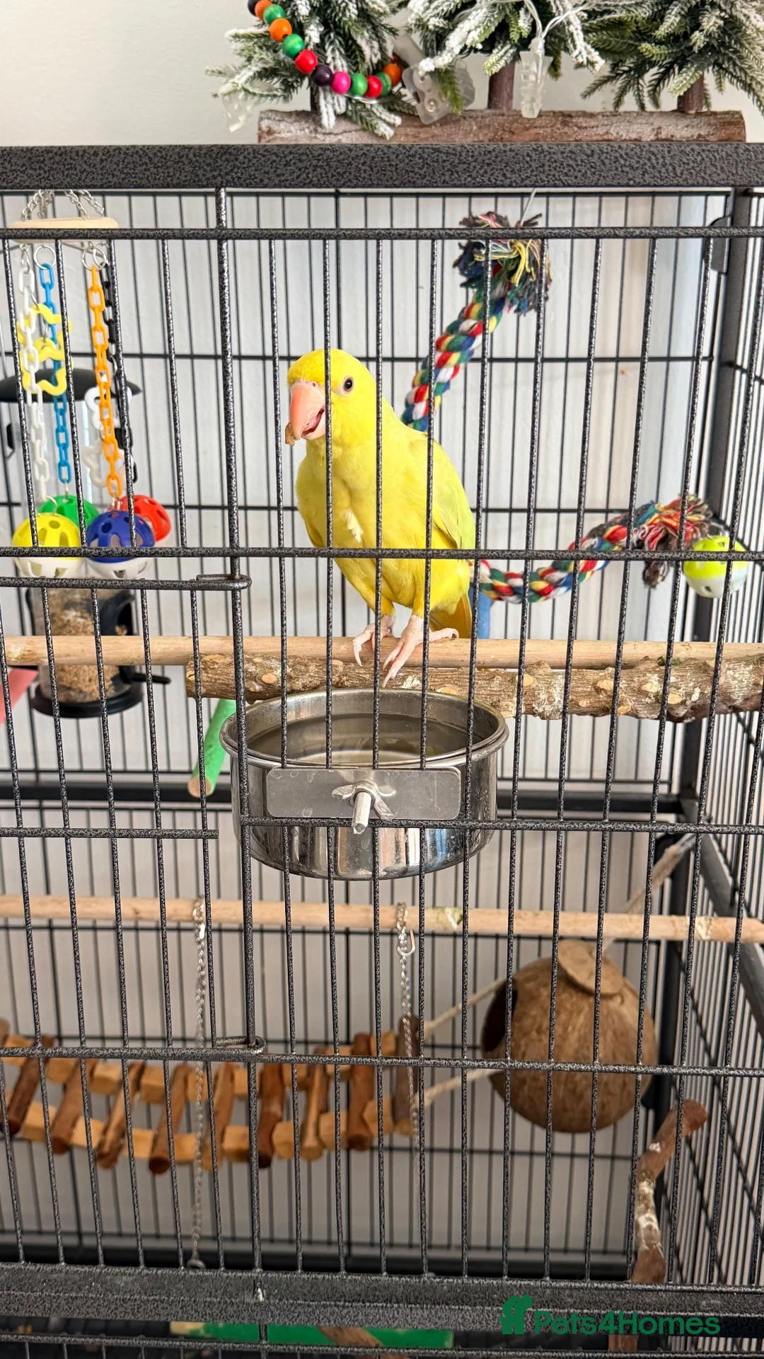 Ringnecks birds for sale: Baby ring neck  in London - Advert 2