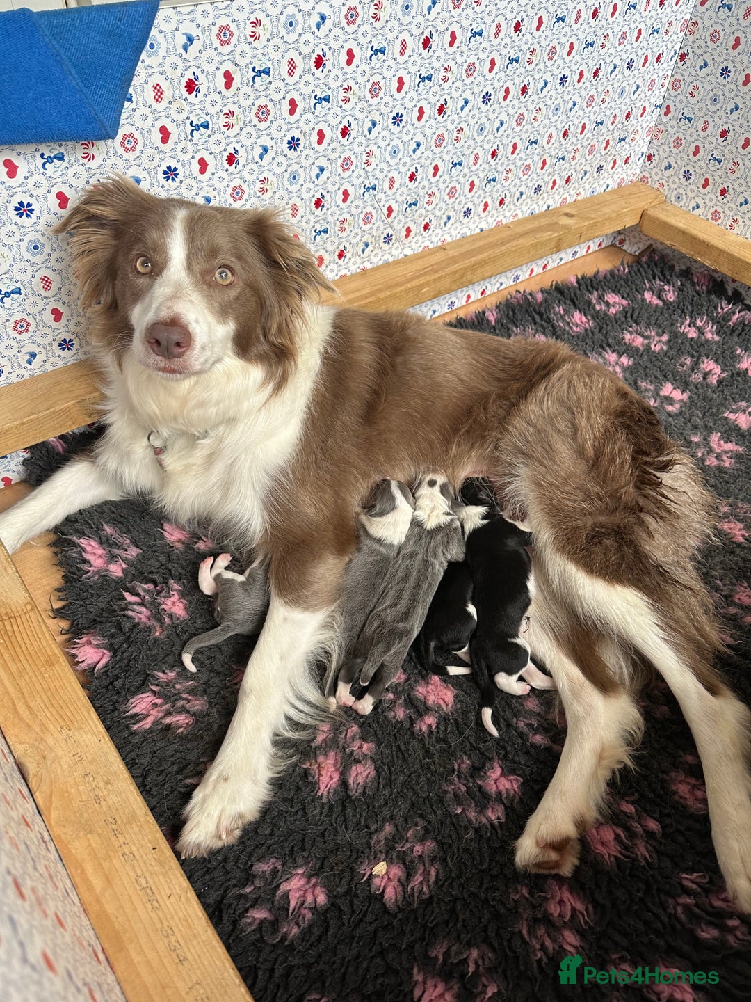 Border Collie dogs for sale: KC Registered Border Collie Puppies for sale - Image 9