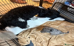 Cockapoo dogs for sale: Beautiful litter of f2 Cockapoo puppies  - Image 17