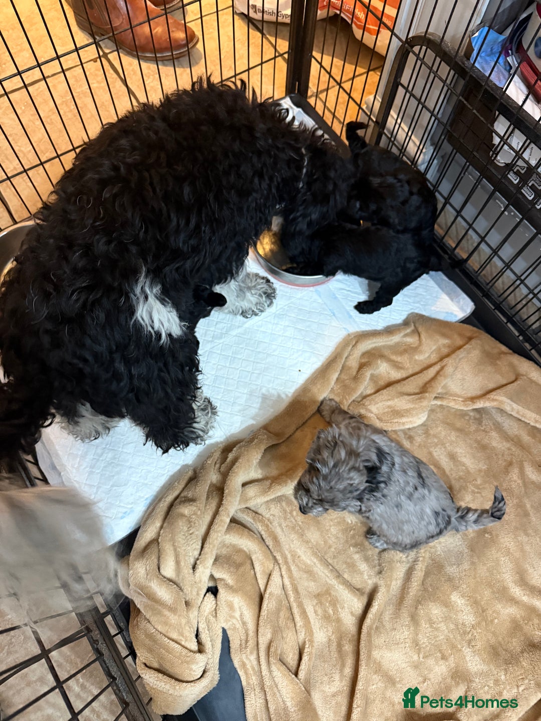 Cockapoo dogs for sale: Beautiful litter of f2 Cockapoo puppies  - Image 17
