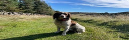English Springer Spaniel dogs for sale: KC English Springer Spaniel Puppies Working Lines - Advert 4