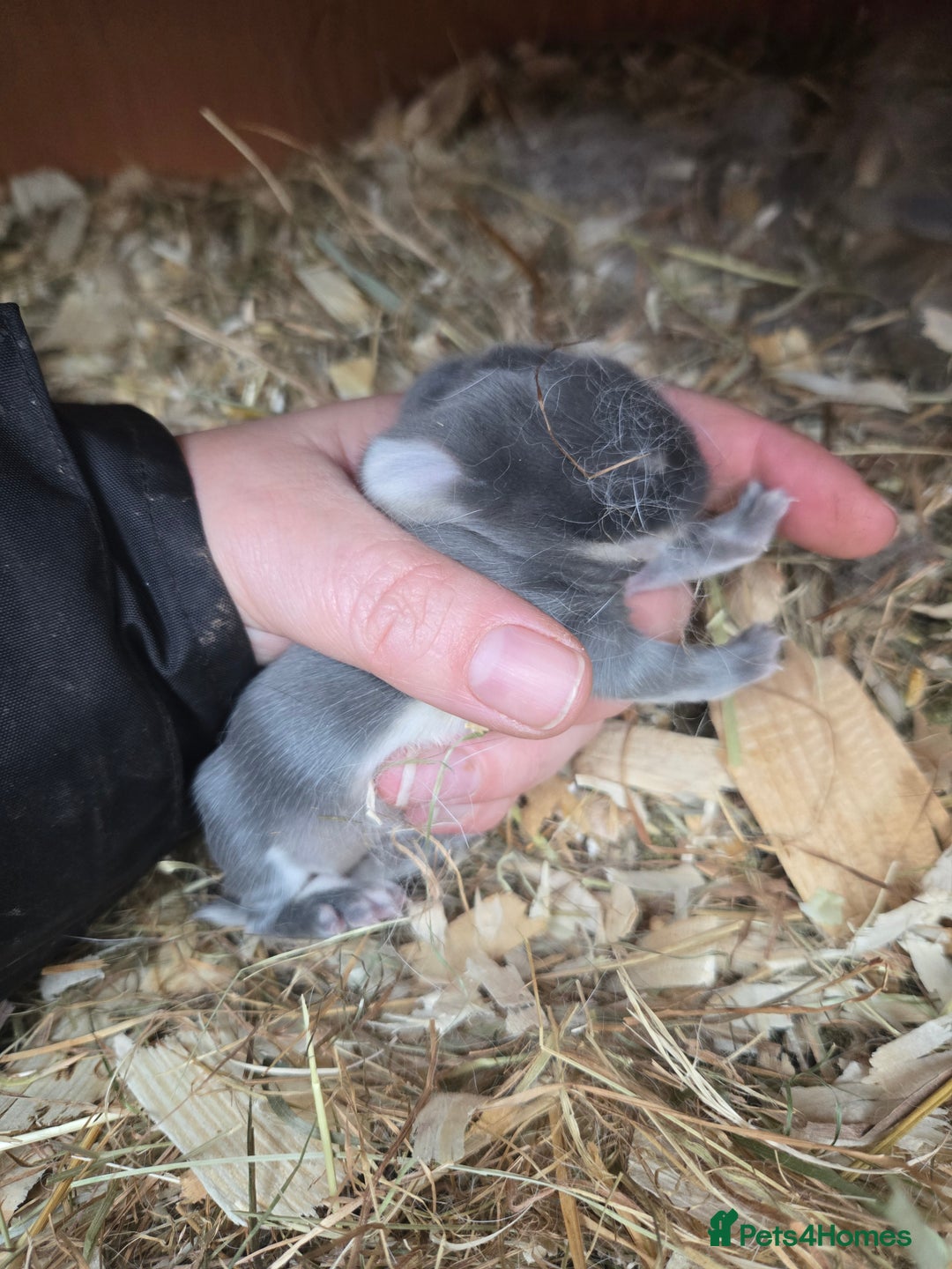 Mini Lop rabbits for sale: Stunning mini lop bunnies ready to secure!!! - Advert 6
