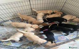 Labrador Retriever dogs for sale: Lovely Labrador puppies  - Image 21