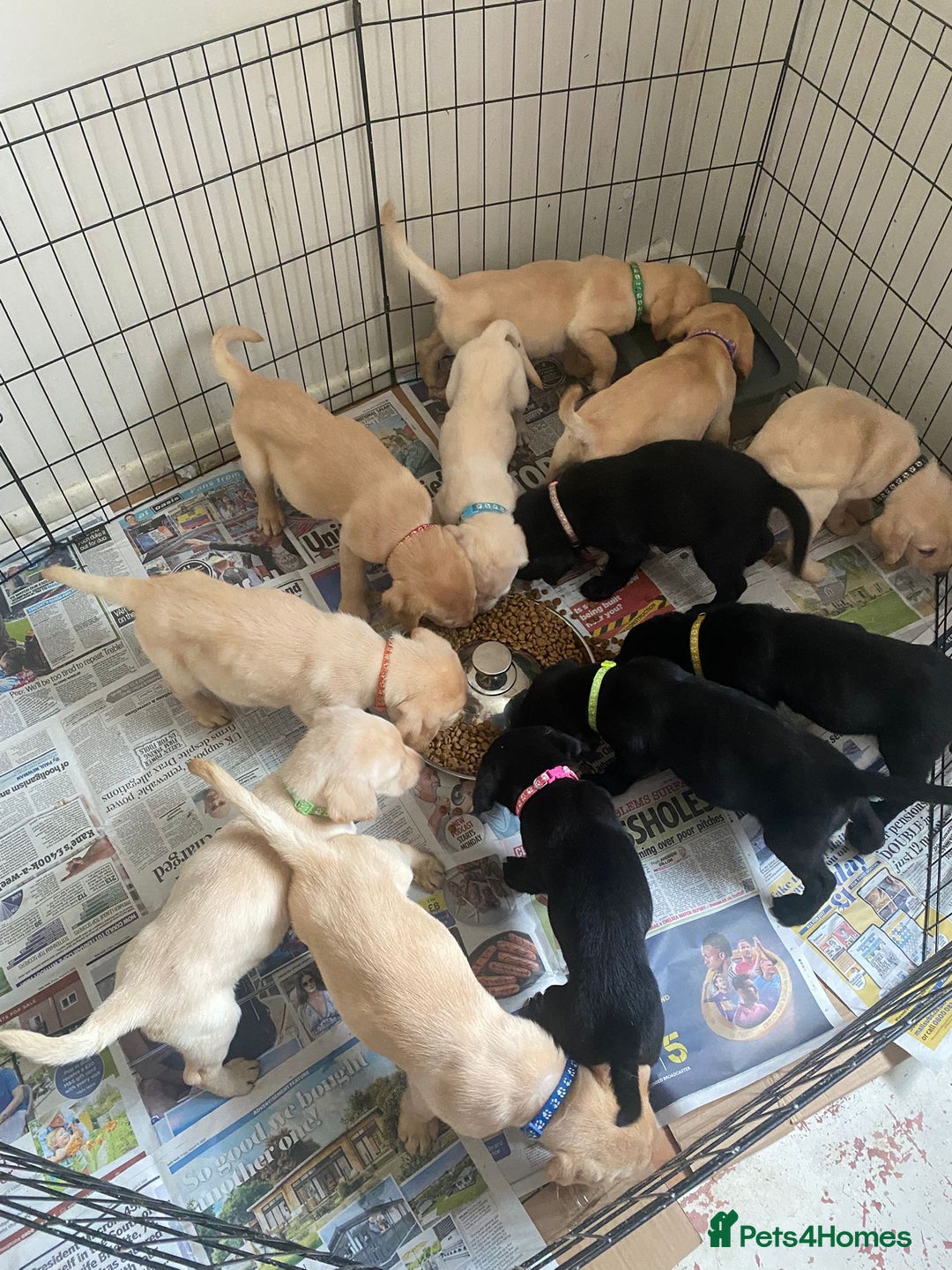 Labrador Retriever dogs for sale: Lovely Labrador puppies  - Image 21