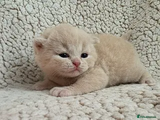 British Shorthair cats **Last 2 females available** GCCF BSH kittens - Advert 7